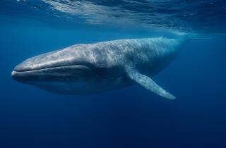 Гренландский кит живет более двухсот лет благодаря белку CIRBP — исследование Веры Горбуновой