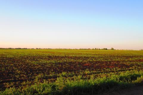 Садоводы сталкиваются с гидрофобной почвой: причины, признаки и методы восстановления