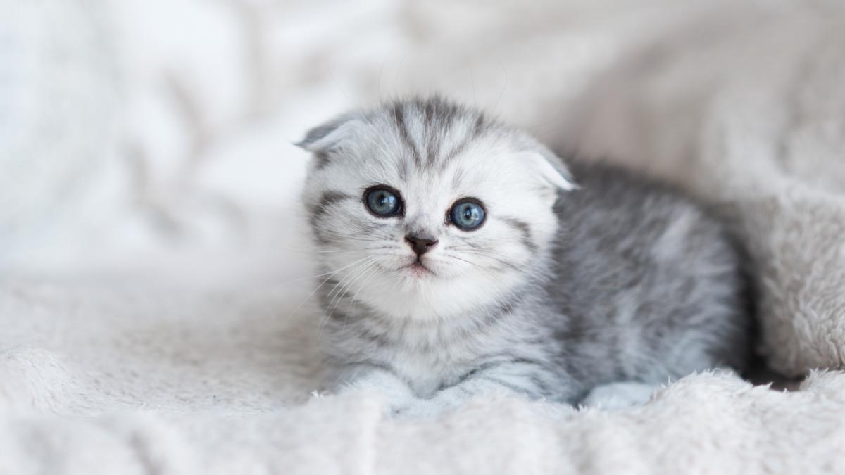 Котенок