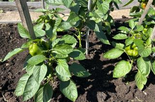 Почему мне больше не страшны болезни на перце: секреты ухода за растениями, о которых не все знают