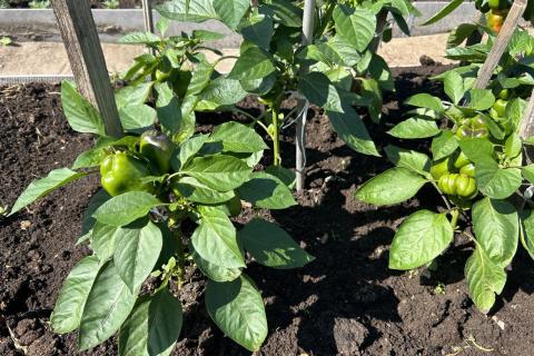 Почему мне больше не страшны болезни на перце: секреты ухода за растениями, о которых не все знают