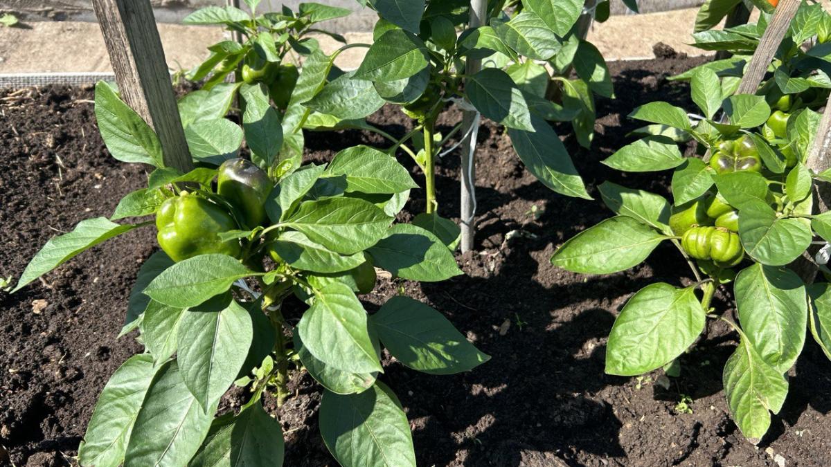 Перец болгарский