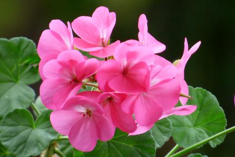 Герань прекращает цветение при отсутствии формирующей обрезки — цветоводы