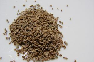 Прорастание семян за несколько дней: как я улучшил всходы с помощью нехитрых методов