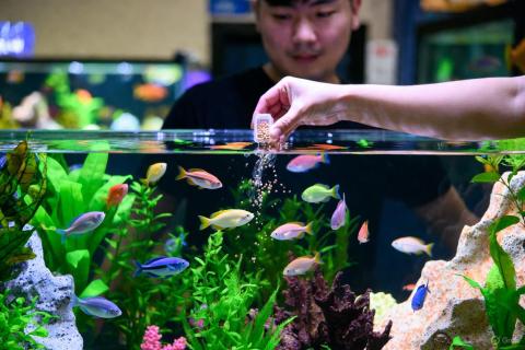 Маленький аквариум требует больше ухода чем большой — эксперт