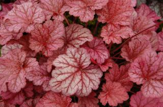 Посадка хеухеры осенью помогает развить корни и обеспечивает раннее весеннее цветение