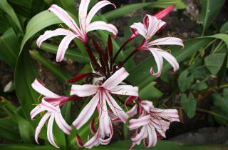 Нерине цветёт в ноябре на солнечных клумбах, отмечают ботаники