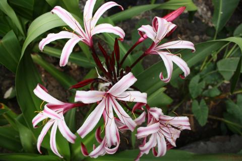 Нерине цветёт в ноябре на солнечных клумбах, отмечают ботаники