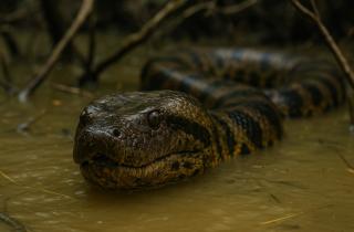 Анаконды достигли гигантского размера 12 млн лет назад — Fanpage