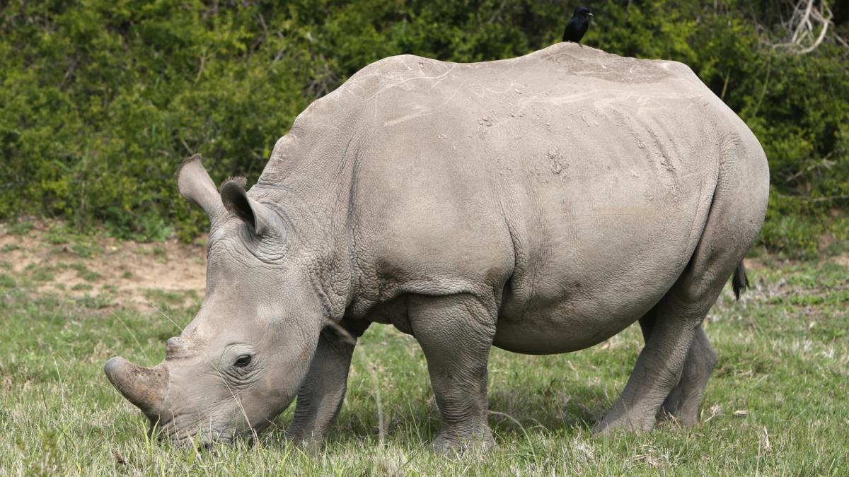 Носорог пасущийся на полях