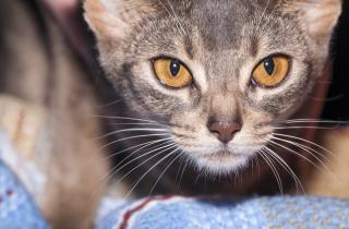 Зрачки кошек реагируют не только на свет, но и на эмоциональное состояние