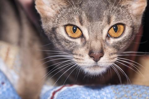 Зрачки кошек реагируют не только на свет, но и на эмоциональное состояние