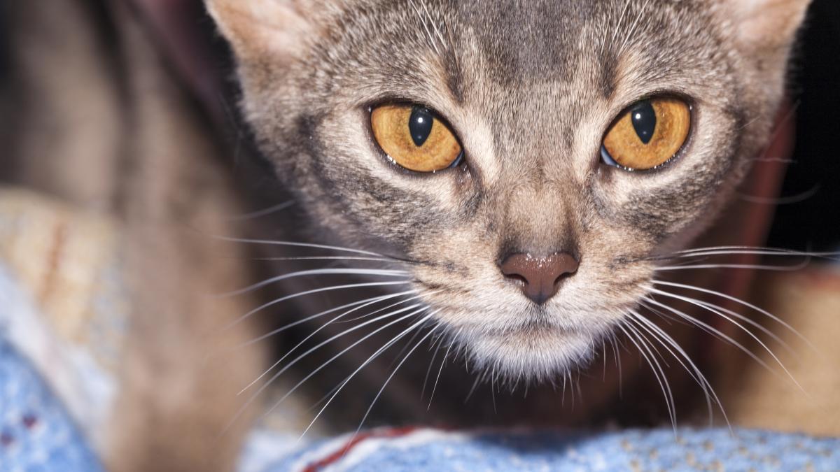 Абиссинская кошка Абиссинская кошка