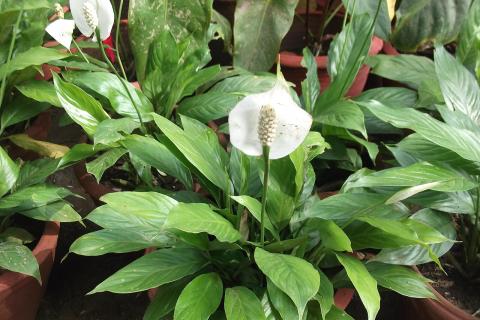 Протирание листьев улучшает внешний вид комнатных растений — флористы