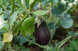 Смешанные посадки помогут снизить использование химии — агроном