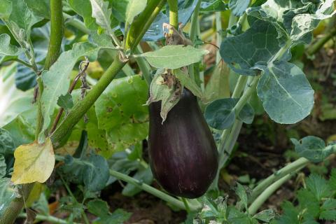 Смешанные посадки помогут снизить использование химии — агроном