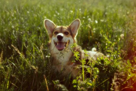 Кошки и собаки регулярно едят траву без связи с болезнями — IFLScience