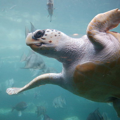 В Турции введен штраф за ночные купания на пляжах, где краснокнижные черепахи откладывают яйца