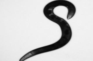 Во Флориде обнаружен новогвинейский плоский сосальщик, опасный для людей — Уильям Кроу