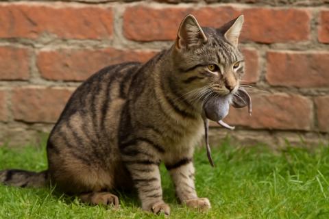 Кошки инстинктивно предпочитают пищу, нагретую до температуры тела их добычи