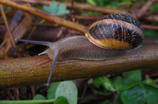 Осенние растительные остатки сохраняют зимующих вредителей