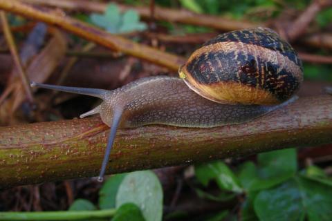 Осенние растительные остатки сохраняют зимующих вредителей