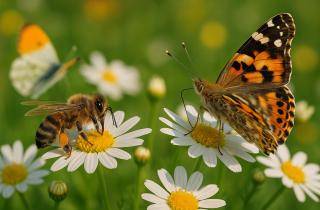 Пчёлы повышают урожайность растений и помогают в опылении — агроном Мария Смирнова