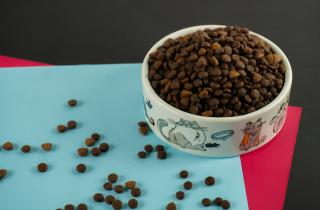 Грязная миска для корма опасна для здоровья питомца — ветеринары