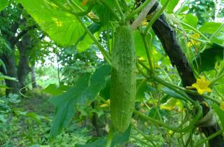 Вертикальная опора повышает качество плодов домашнего огурца — ботаники