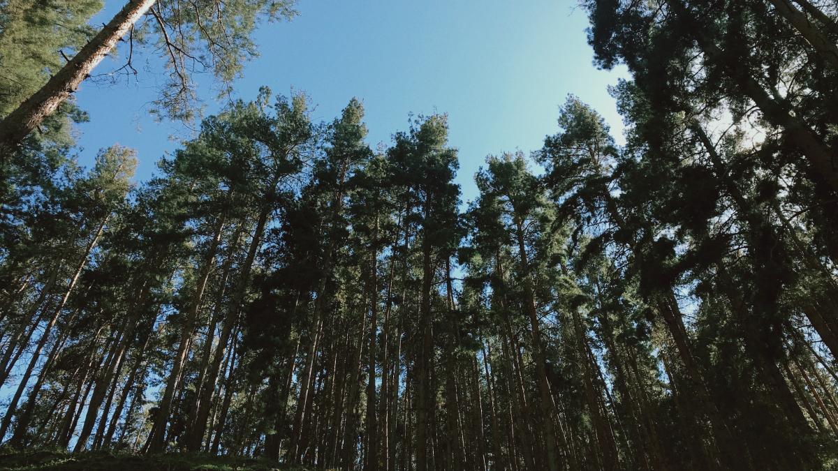 Киргизстан, Сосновый лес