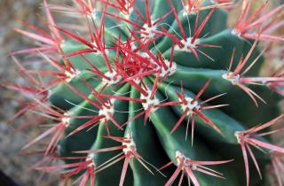 Чрезмерный полив кактусов приводит к их гибели — агроном