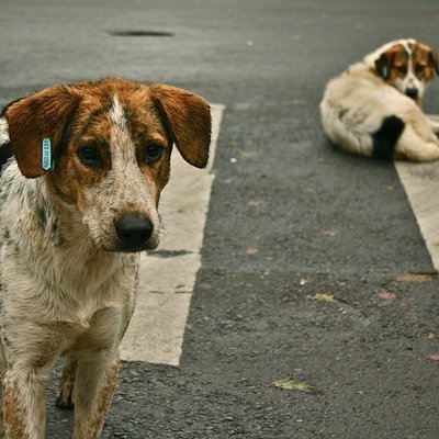 Российскую туристку на Гоа атаковала стая бездомных собак