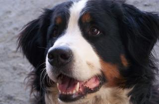 Бернский зенненхунд вошёл в топ‑3 пород, наиболее подходящих для семей с детьми