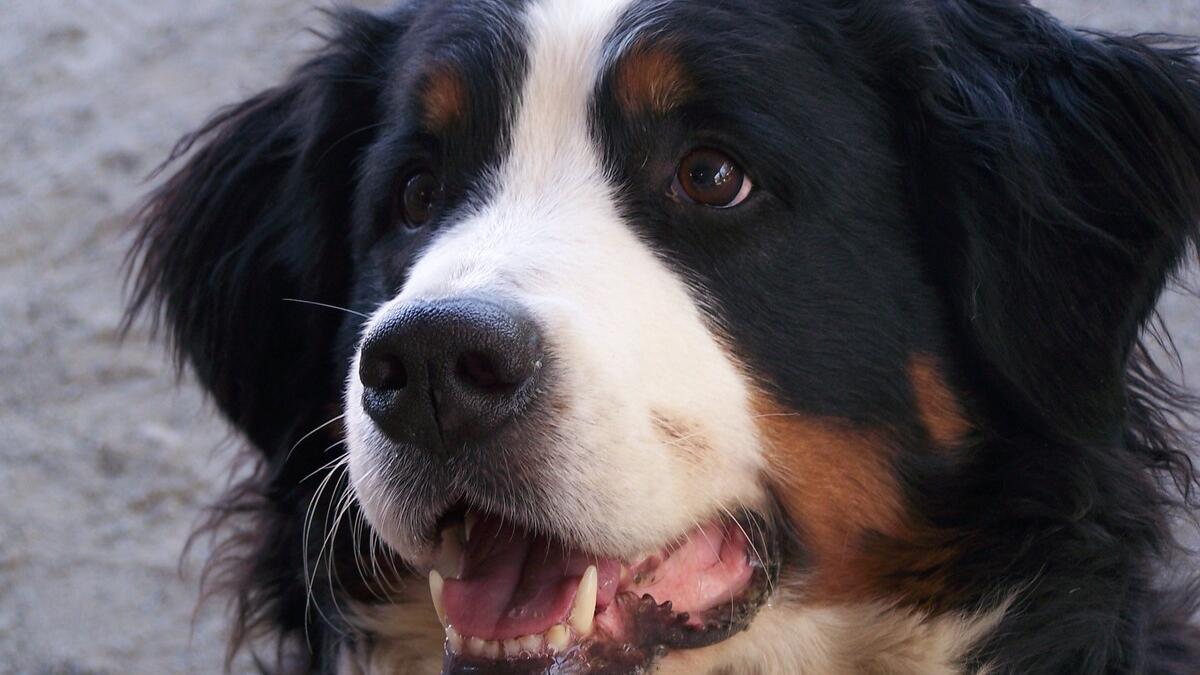 Бернский зенненхунд Бернский зенненхунд