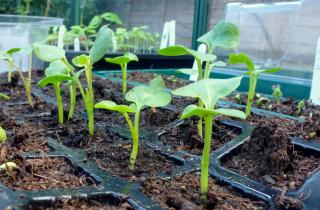 Вчера стояла крепкой, сегодня лежит — причина падения рассады оказалась неочевидной