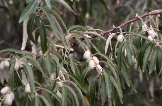 Айлант высочайший разрушает инфраструктуру и подавляет другие растения — Николай Сидоров