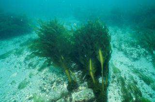 Морские коньки используют мужские гормоны для утолщения тканей сумки при беременности — Аксель Мейер