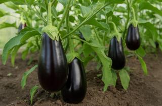 Фитолампы обязательны для зимней рассады — садоводы