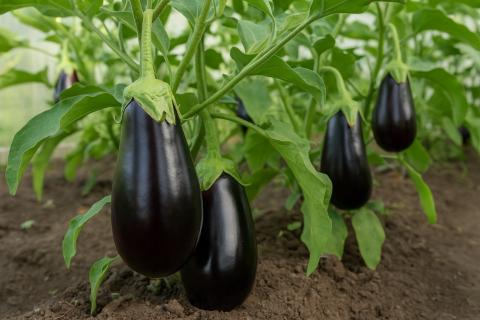 Фитолампы обязательны для зимней рассады — садоводы