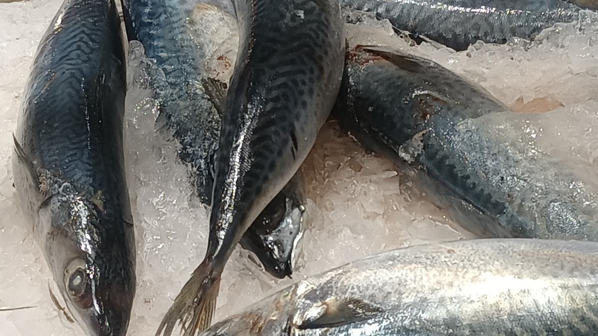 Скумбрия
