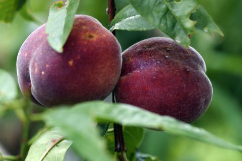 Черешня, слива, орех: какие культуры нельзя сажать рядом с персиком