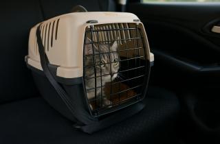 Эксперты указали, что для допуска кошки в саомлет нужно оформить ветеринарные документы