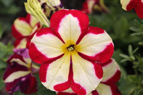 Как я спасла свою петунию от загнивания корней — маленький секрет правильного полива