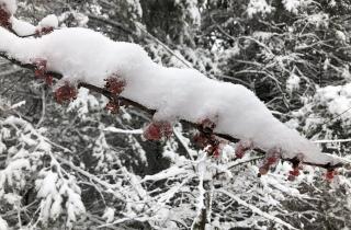 Потемневшие мягкие корни указывают на гибель растения