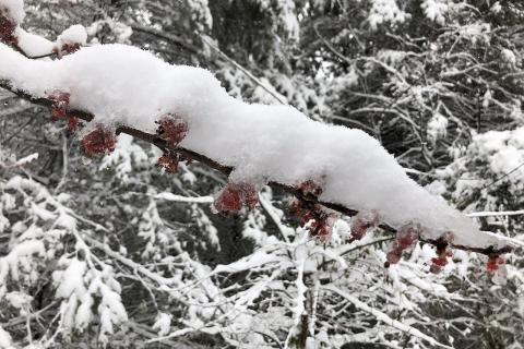 Потемневшие мягкие корни указывают на гибель растения