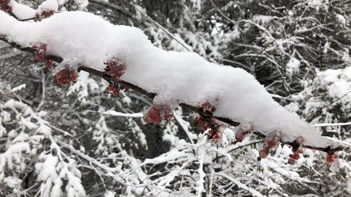 Заснеженные ветки и цветы красного клена