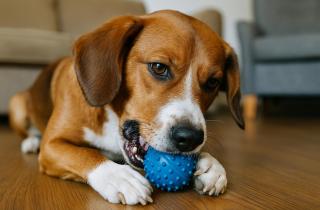 Игра в перетягивание не вызывает агрессию у собак, если соблюдать правила