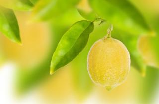 Специалисты Decoessfera: фольга улучшает освещённость и урожайность лимонных деревьев