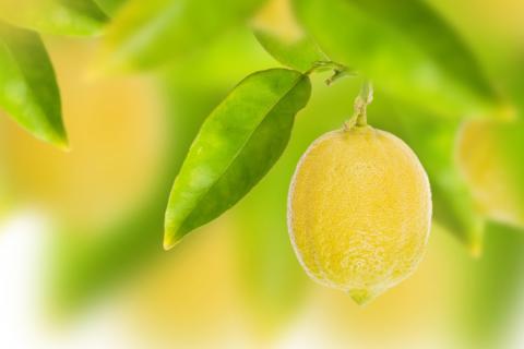 Специалисты Decoessfera: фольга улучшает освещённость и урожайность лимонных деревьев