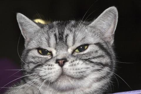 Беру кошку на руки и удивляюсь: как она пролезла в эту щель — вот в чем секрет её гибкости